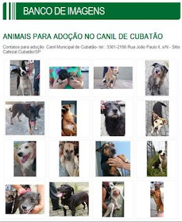 Em Cubatão, página reúne book dos cães e gatos que estão à espera de um novo lar 