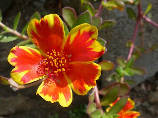 Portulaca grandiflora - Pourpier à grandes fleurs 