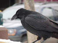 a raven in Anchorage