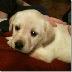puppy