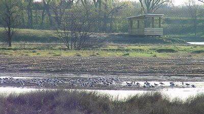 [Franklin's gulls at Shoemaker Marsh]