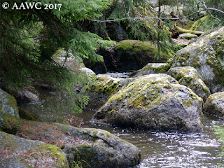 A Finnish forest - moss-covered rocks in a stream of water, surrounding by trees.