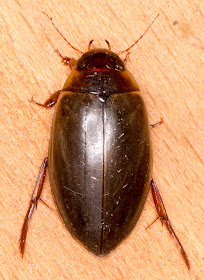 Water beetle, Ilybius ater .  In my garden light trap in Hayes on 15 July 2014.