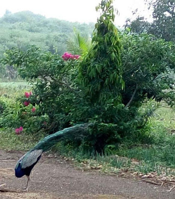 peacock-images-real-photos-captured