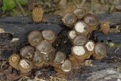 Cyathus striatus