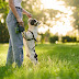Premier Dog Training in Spring, Texas: Your Guide to Expert Canine Coaching