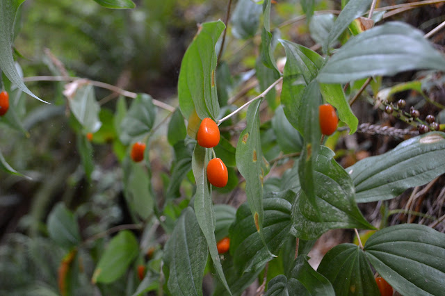 orange blobs hanging from a leafy thing