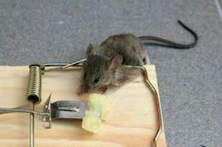 rat trap