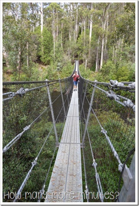 Tahune AirWalk ~ How Many More Minutes?