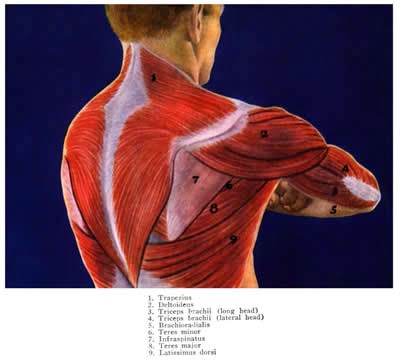 telcel2u: Shoulder Muscles Divided Into Anterior Front