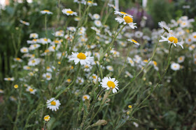 A swathe of ox-eye daisies