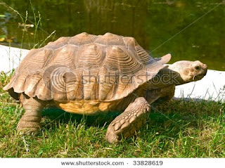 tortuga gigante de Aldabra Geochelone gigantea