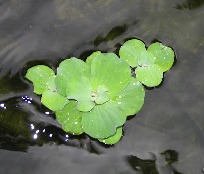 repollito de agua