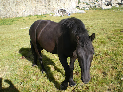 cheval à la cabane des Houerts