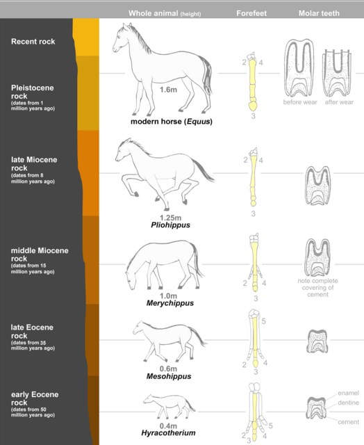 Gambar Hewan  Invertebrata Dan Vertebrata  Rasmi H