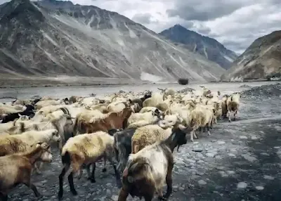 Ladakh Me Ghumne Ki Jagah