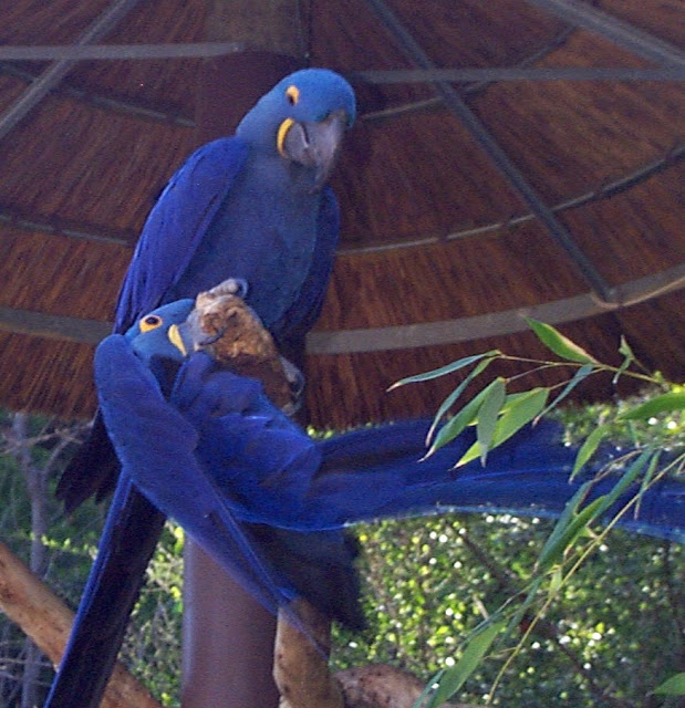 The Blue Macaw Bird