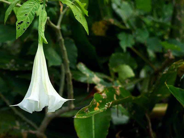 flower, White Angel Trumpet