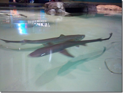 sharks