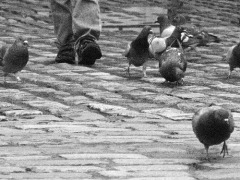 FEET & PIGEON 01