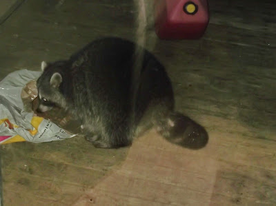 Coon eats cat food