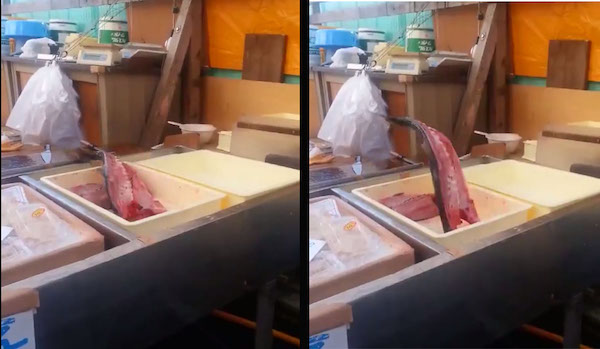 (Video) Ikan Masih Mampu Meloncat Biarpun Hanya Tinggal Isi Kejutkan Netizen