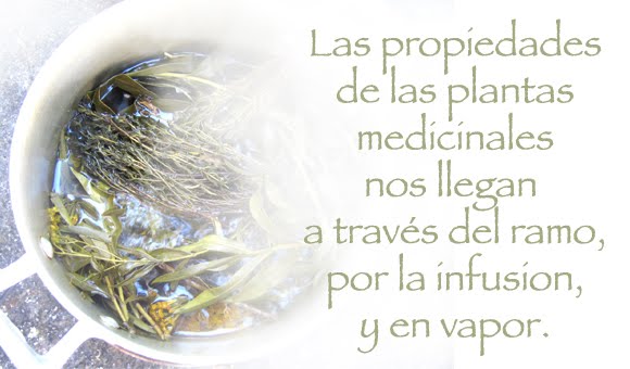 Plantas Medicinales del Temazcal