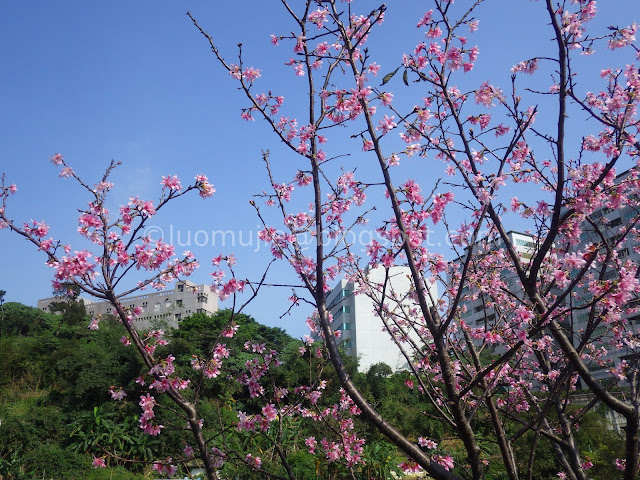 Taipei cherry blossoms