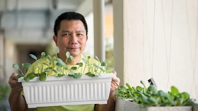 Mr Jack Yam holding a pot of kailan at his corridor farm.