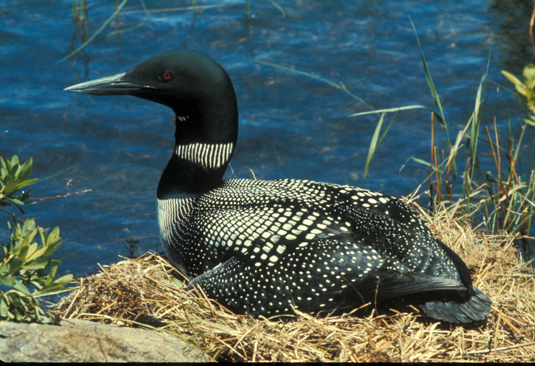 common loon cartoon. hair tattoo The common loon is