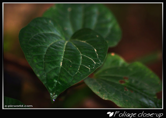 Foliage close up picture