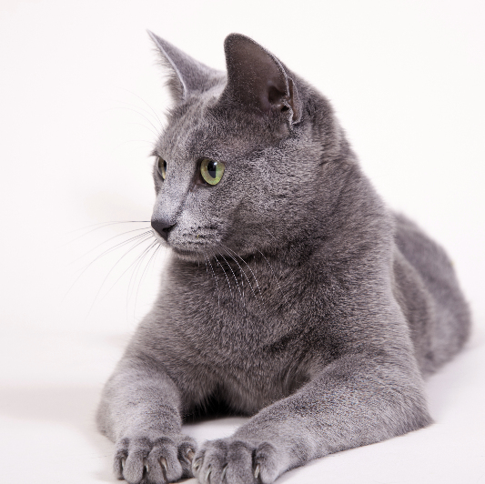 Russian Blue Cat by Caritates Cattery - Beata de Caritates