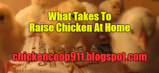 What Takes To Raise Chicken At Home