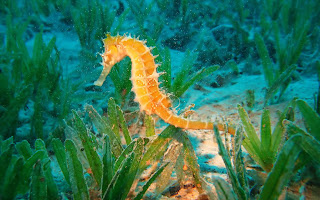 Sea Horse Wallpaper