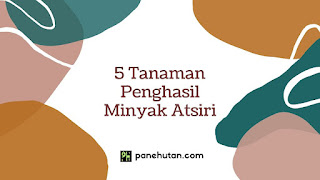 5 Tanaman Penghasil Minyak Atsiri