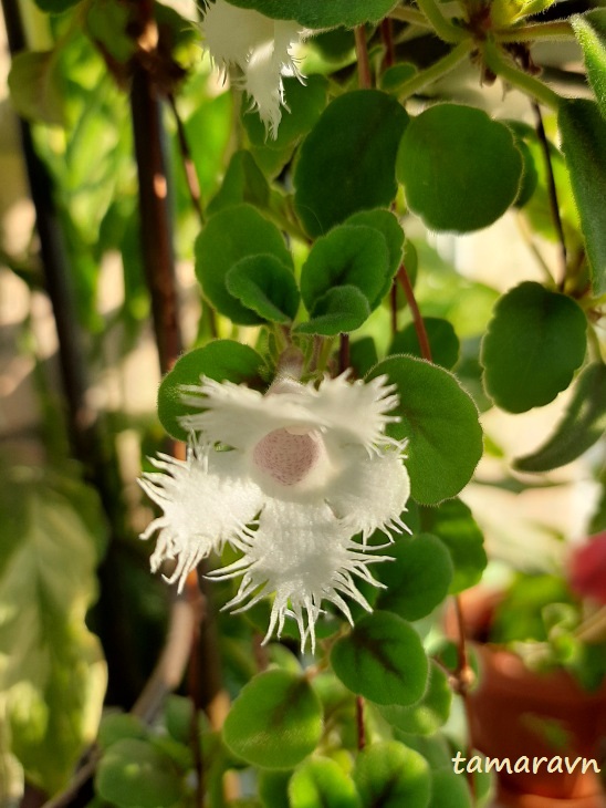 Альсобия гвоздикоцветковая, =Эписция гвоздикоцветковая (Alsobia dianthiflora, =Episcia dianthiflora)