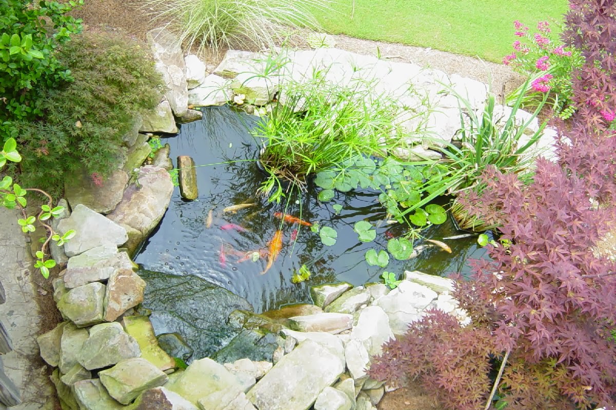 Small Koi Pond Design