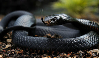 Black Mamba