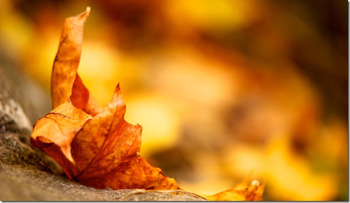 Leaf_1366x768