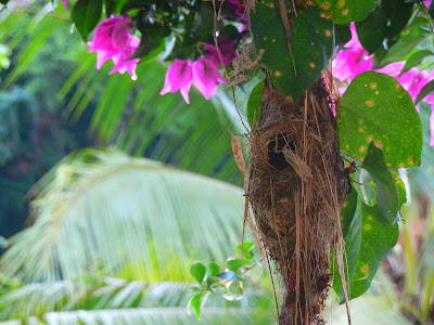 Common Tody-Flycatcher nest