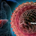 PENTING !! Bahaya Hepatitis Menyerang Anda. Jangan Penik, Begini Cara Agar Tidak Tertular Hepatitis A. Mohon Sebarluaskan Artikel Ini Kepada Sanak Saudara Kita Agar Terhindar Dari Penyakit Hepatitis