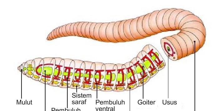 Pakan Alami Cacing Tanah