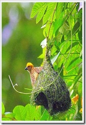 birds_07