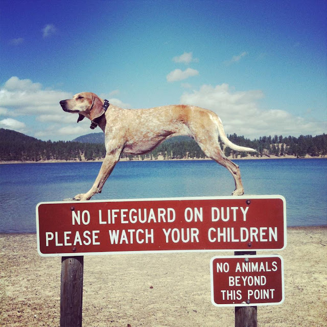 Maddie the Coonhound, a dog that loves to stand and sit on things., dog pictures, maddie pictures, maddie the coonhound pictures, amazing dogs