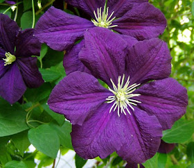 Viticella clematis is bred