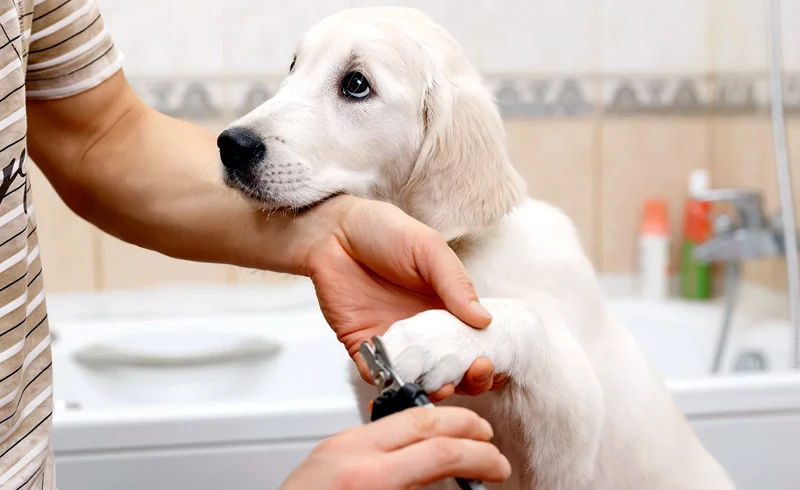 Learn how to safely cut your dog's nails at home, and how to stop any bleeding that might occur. 