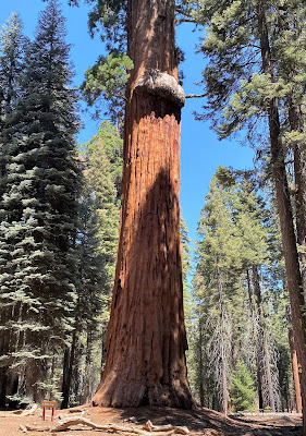 The McKinley Tree