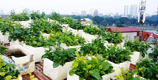 Cách trồng rau sạch Cách trồng rau sạch cach trong rau sach cách trồng rau sạch tại nhà