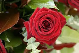 Beautiful Photos Of Love Flower Rose 9