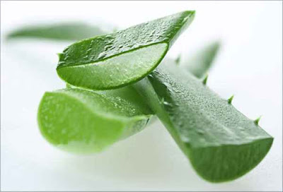 Benefits of Aloe Vera